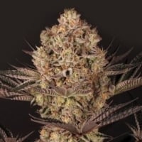 Do-Si-Dos Feminised Cannabis Seeds | Garden of Green