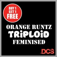 Orange Runtz TRIPLOID Feminised Seeds | Discount Cannabis Seeds