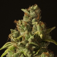 Rollex OG Kush Regular Cannabis Seeds | Devil’s Harvest Seeds