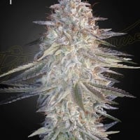 Super Lemon Haze x Pink Candy Feminised Cannabis Seeds | Greenhouse Seeds.