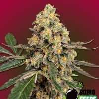 THC Fritters Feminised Cannabis Seeds | Bomb Seeds. 