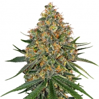 White Cheese Feminised Cannabis Seeds | White Label Seed Company