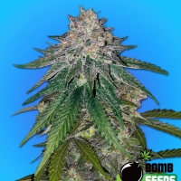 Zkittlez Gum Bomb Cannabis Seeds | Bomb Seeds.