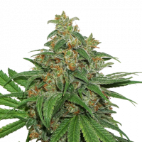 Triton Biscotto Lime Auto Cannabis Seeds by Seeds Stockers 
