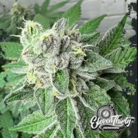 Garlic Budder Auto Cannabis Seeds - Eleven Thirty Genetics.