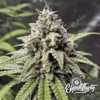 Lung Ztrikerz Auto Cannabis Seeds - Eleven Thirty Genetics.