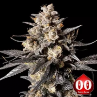 Apple Bananas Feminised Cannabis Seeds | OO Seeds.