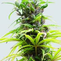 Hawaii Maui Waui Feminised Cannabis Seeds | Sativa Seedbank