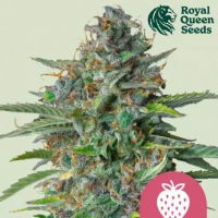 Strawberry Cough Feminised Cannabis Seeds | Royal Queen Seeds.