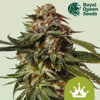 Special Queen #1 Auto Feminised Cannabis Seeds | Royal Queen Seeds.