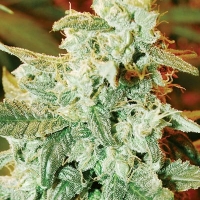 Kush Fromage Auto Regular Cannabis Seeds