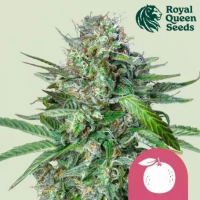 Tangie Feminised Cannabis Seeds | Royal Queen Seeds.