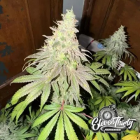 Dawg Fartz Auto Cannabis Seeds - Eleven Thirty Genetics.