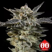 Auto Oreoz Feminised Cannabis Seeds | OO Seeds.