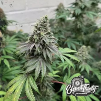 Double Scoop Auto Cannabis Seeds - Eleven Thirty Genetics.