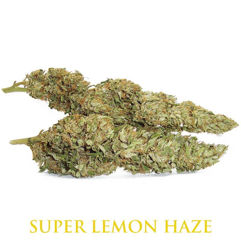 The Citrus Experience with Super Lemon Haze Cannabis Seeds.