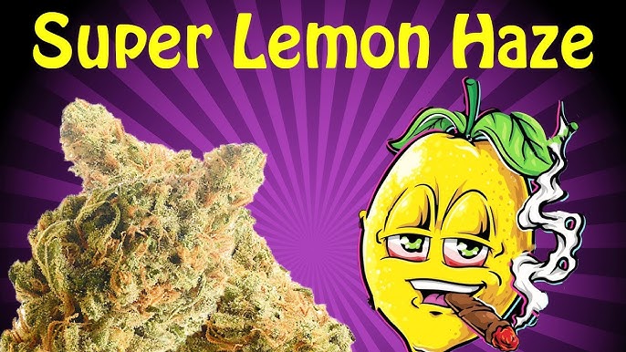 Experience the Citrus Sensation: Super Lemon Haze Cannabis Seeds.