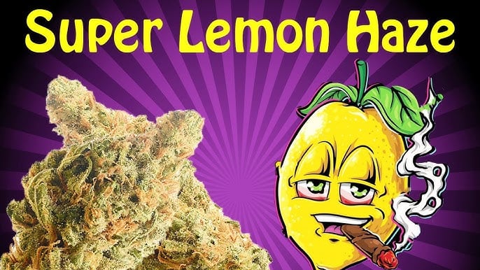 Exquisite Characteristics of Super Lemon Haze Cannabis Seeds.