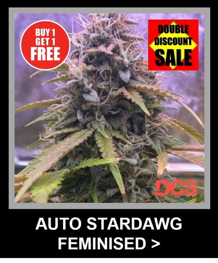 Entdecken Sie die besten Angebote für Auto Stardawg-Cannabissamen.