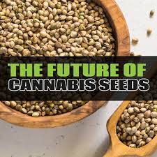 Discount Cannabis Seeds Buy One Get One Free Offer The Future Seeds