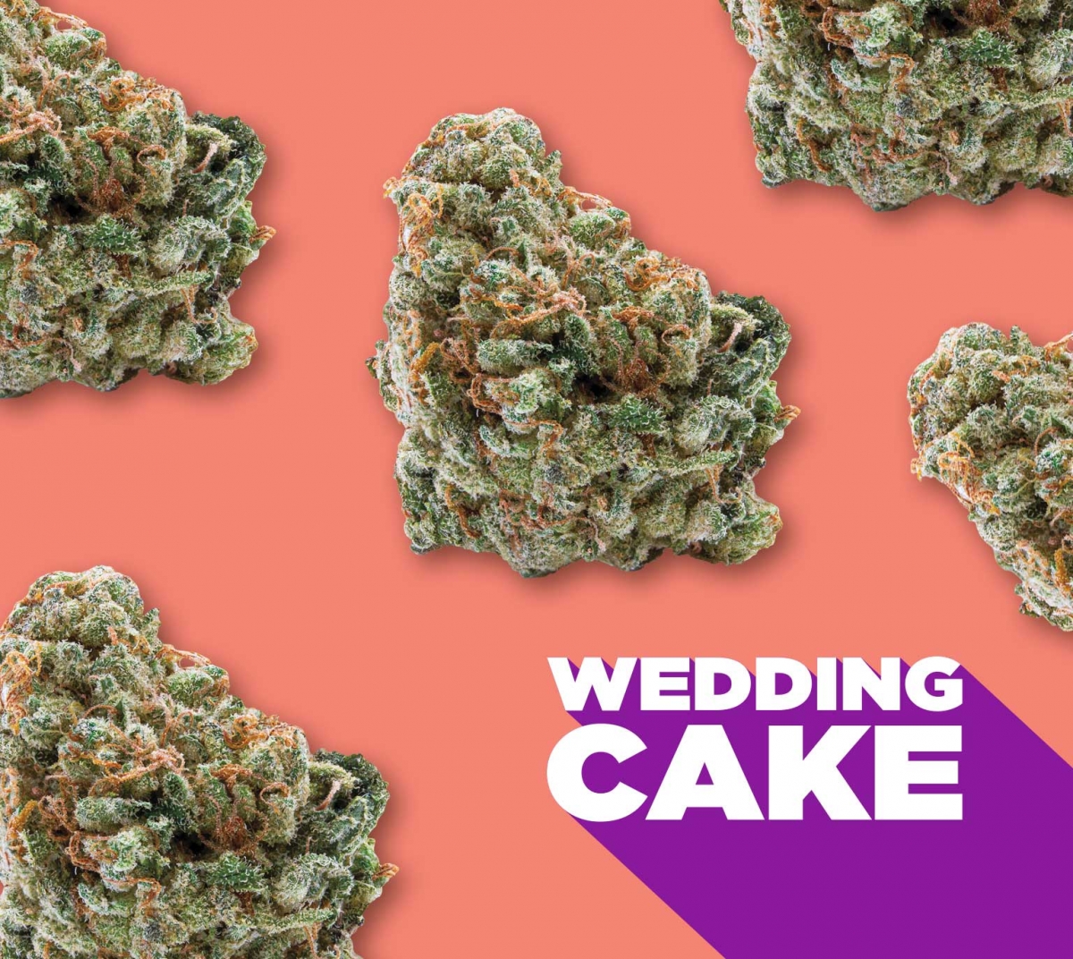 Discover the Ultimate Combination: Wedding Cake Cannabis Seeds.