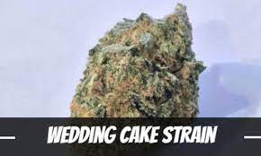 Top Reasons to Choose Discount Cannabis Seeds for Wedding Cake Seeds.