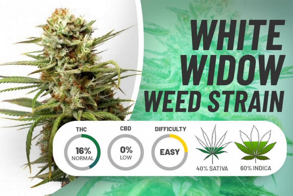 Unleash the Potent Power of White Widow x Big Bud Cannabis Seeds.