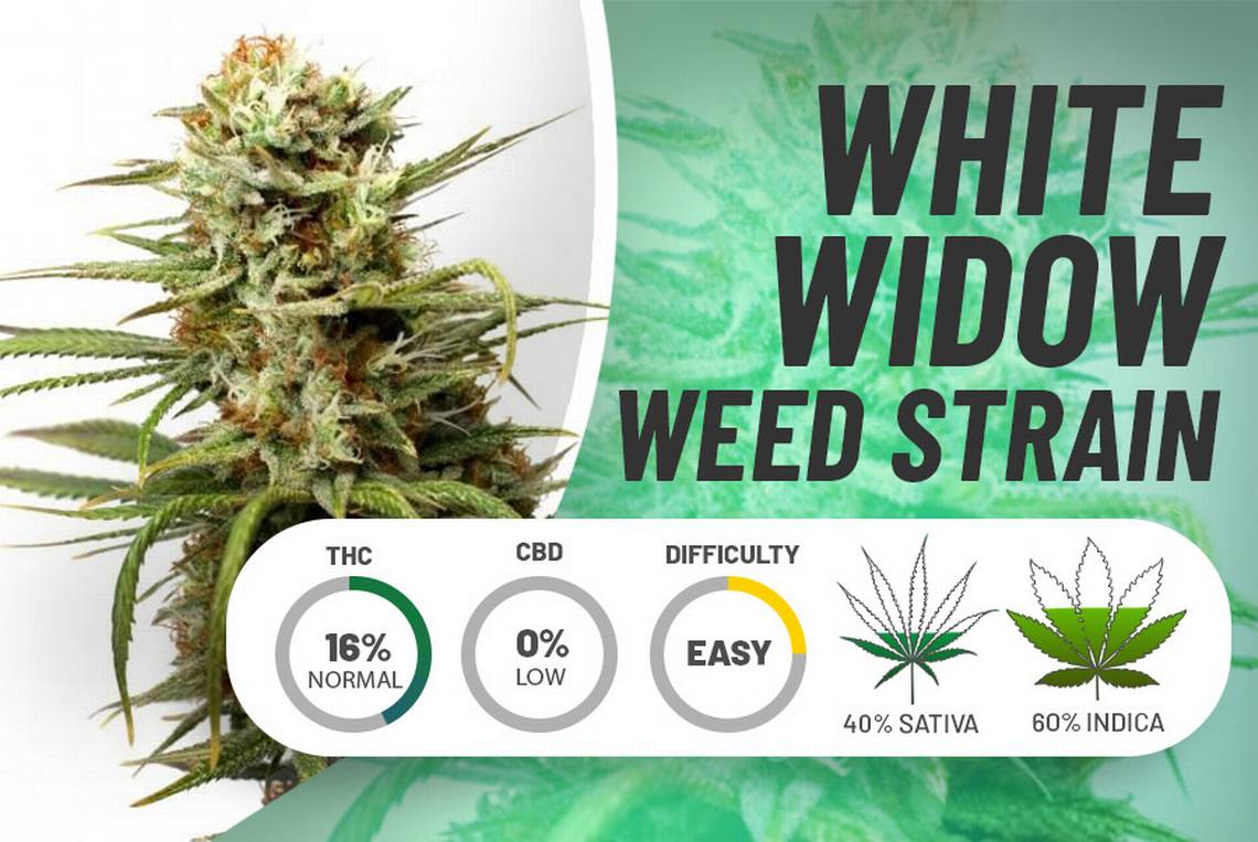 A Guide on Growing White Widow x Big Bud Cannabis Seeds at Home