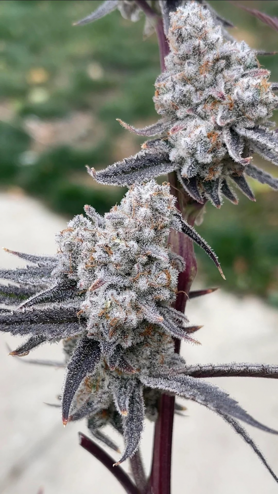 Winter Cannabis Seeds Strains: Hear What Customers Are Saying.