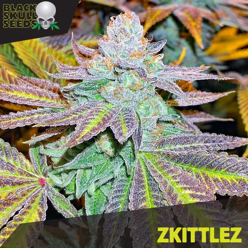 Discover the Benefits of Purchasing Zkittlez Cannabis Seeds.